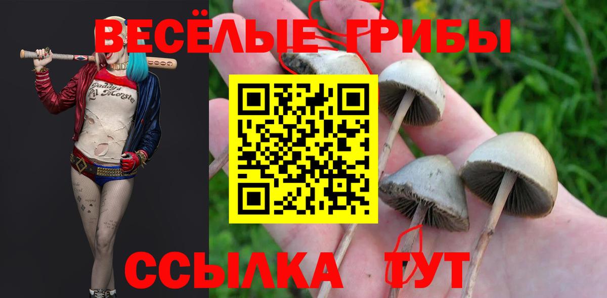 где продают наркотики  Вход с VPN  Псилоцибиновые грибы прущие грибы  Спасск-Дальний  Псилоцибиновые грибы GOLDEN TEACHER 